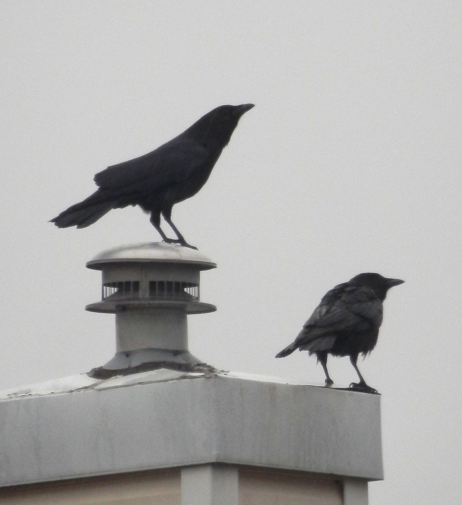 Idiom of the Week:&nbsp;#2